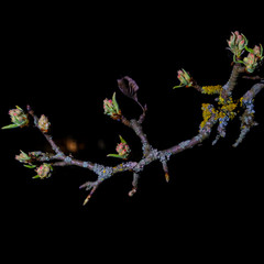 First spring buds on a tree brunch on dark night day. Design concept. Space for text. © kalyanby
