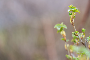 Young green leaves of currant grow on branches. Selective focus, shallow depth of field, place for text