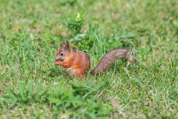Naklejka na ściany i meble wild squirrel on the grass in the forest
