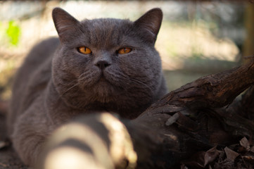 cat on a tree