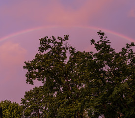 regenbogen baum wolken