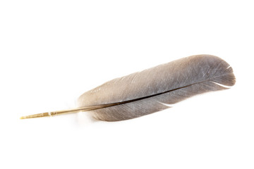 Bird feather on white background.