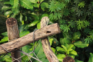 Wooden fence overgrown with ivy in zoo in leipzig in germany. On sunny day in summer.