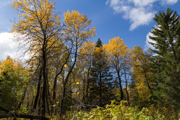 Fototapeta premium autumn in the forest