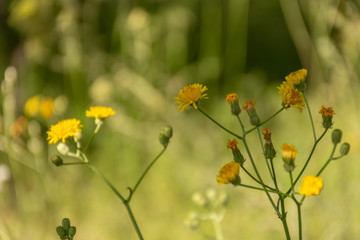 yellow flowers in the garden