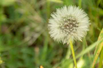 dandelion on green background