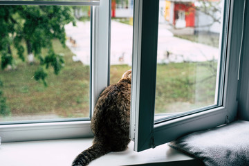 The cat is sitting on the windowsill