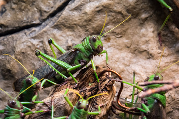 Huge green grasshopper sitting in group of other grasshoppers as a leader.