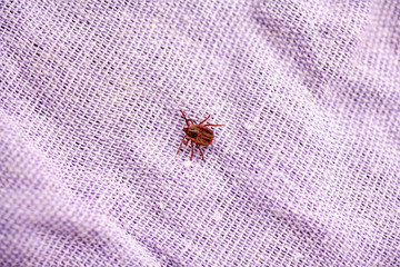 A true ixodid mite blood sucking parasite carrying the acarid disease sits on a On a white field on a hot summer day, hunting in anticipation of the victim