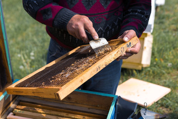 A farmer on a bee apiary holds frames with wax honeycombs. Planned preparation for the collection of honey.