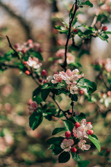 apple tree blossom
