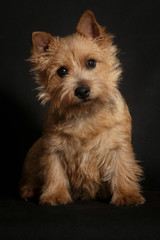 Dog Norwich Terrier on a black background