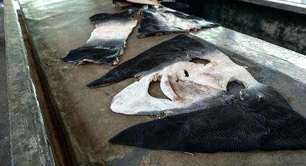 Peeled shark skin on counter top, street fish market.