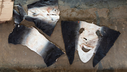 Peeled shark skin on counter top, street fish market.