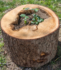 Baumstamm bepflanzt - Gartendekoration