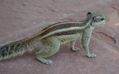 Squirrels are members of the family Sciuridae
