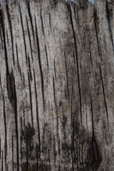 wood old oak - tile able. Surface eroded by time, Old wood background. Grungy cracked wooden board by closeup.