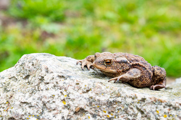 a brown ground frog sits on the ground