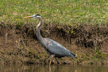 Fototapeta premium great blue heron