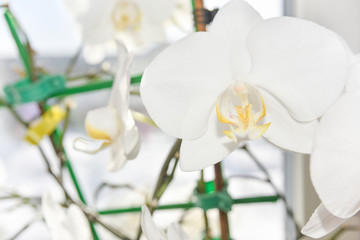 closer look at the head of white orchid