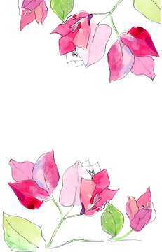 Hand drawn vector watercolor illustration of Pink Bougainvillea. Isolated on white background
