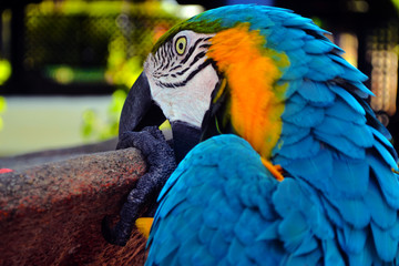 
The macaw comes from South America, it is a species that stands out for the intensity of the colors of its feathers, as well as its exotic appearance. Venezuela.