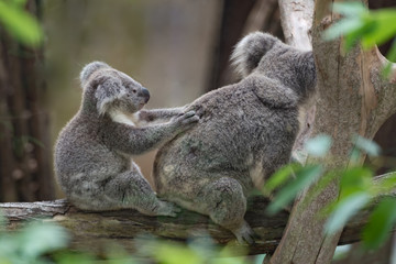 Australian cute baby koala bear with her baby sitting together on the tree.