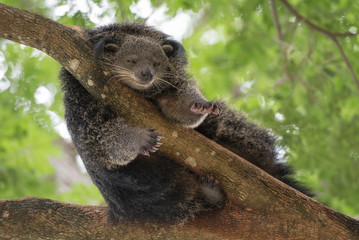 Binturong or Bearcat sleep on branches of tree.