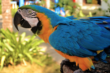 
The macaw comes from South America, it is a species that stands out for the intensity of the colors of its feathers, as well as its exotic appearance. Venezuela.
