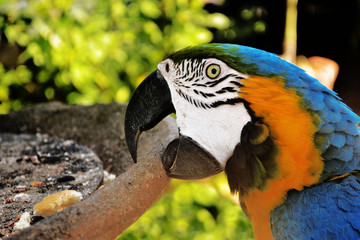 
The macaw comes from South America, it is a species that stands out for the intensity of the colors of its feathers, as well as its exotic appearance. Venezuela.