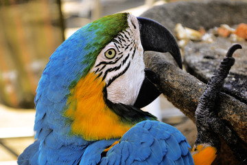 
The macaw comes from South America, it is a species that stands out for the intensity of the colors of its feathers, as well as its exotic appearance. Venezuela.