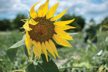 sunflower on the field