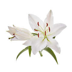 Bouquet of light lilies isolated on white background.