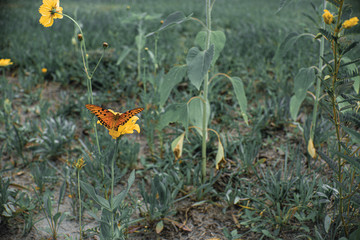 butterfly on a flower