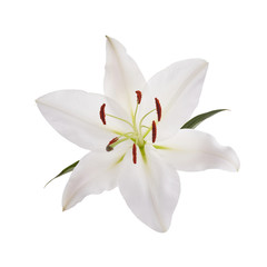Fototapeta na wymiar Flower white lily isolated on white background