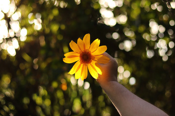yellow flower in hand