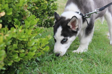 Perro olfatea el pasto