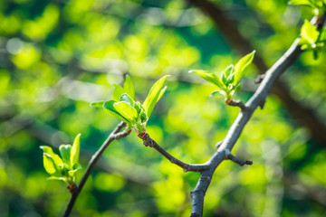 Obraz premium New leaves on wild apple tree in the garden. Selective focus.