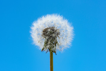 Fototapeta premium Dandelion and blue sky