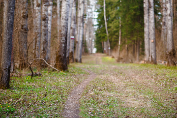 A path in the forest for walking in the forest Park. An alley for trekking and eco-friendly recreation between tall trees