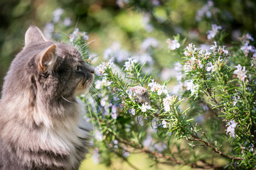 hunting maine coon cat and shrew mouse in a rosemary bush face to face