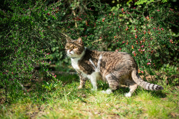 tabby white british shorthair cat standing on lawn beside bushes in sunlight