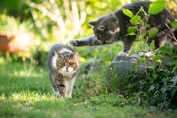 playful cat annyoing another cat walking by outdoors in back yard