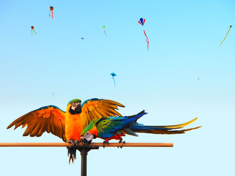 Close-up Of Parrots On Wood Against Kites Flying In Sky