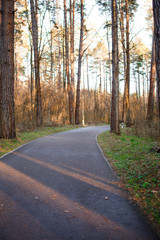 The road through the pine forest in beautiful shadows and rays of light. Paved road for walking in the forest Park and for driving cars through the forest
