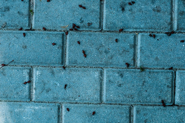 Lots of ants on the pavement