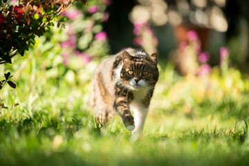 cat on the move walking in nature