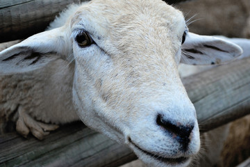 White fur sheep, looking at the camera lens