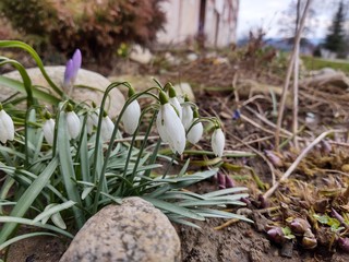 Spring flowering. Snowdrops in the park or garden. Slovakia