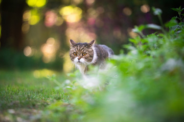 british shorthair cat outdoors on the move walking in garden